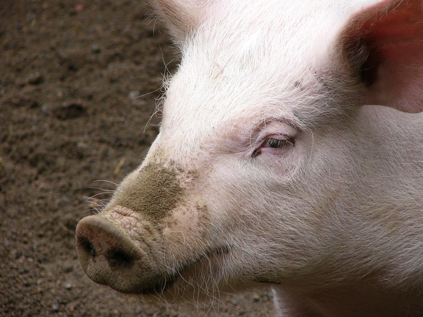 Pig Wallpaper Image And Animals Pictures