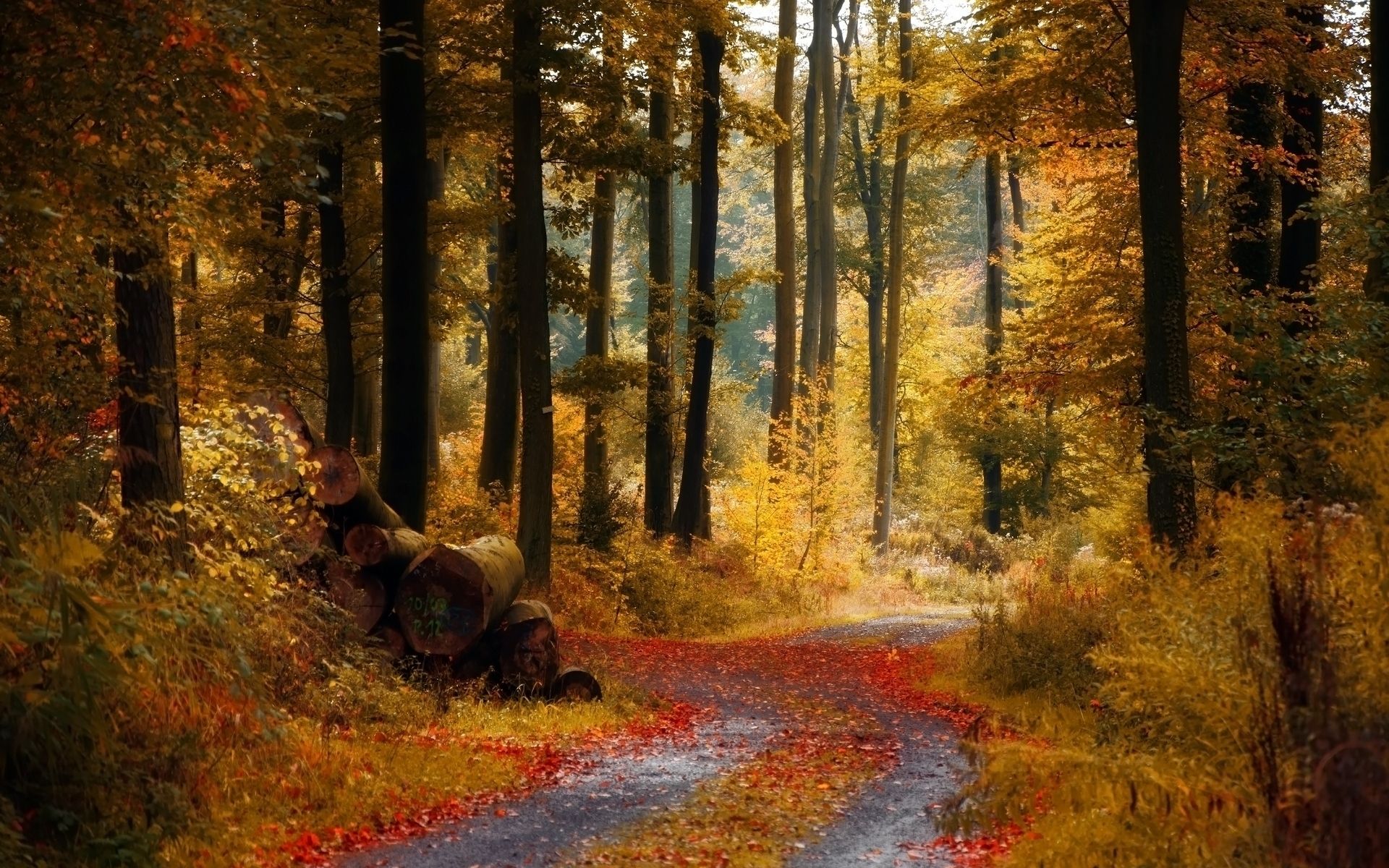 Autumn Path Wallpaper At Wallpaperbro