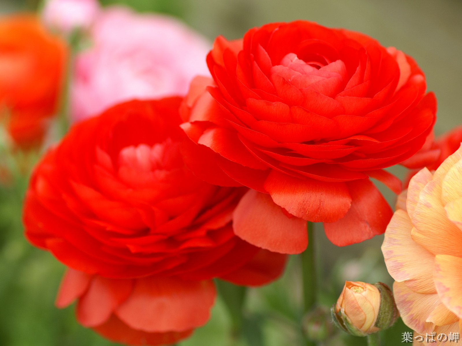 Red Flowers Pictures HD Wallpaper Pulse