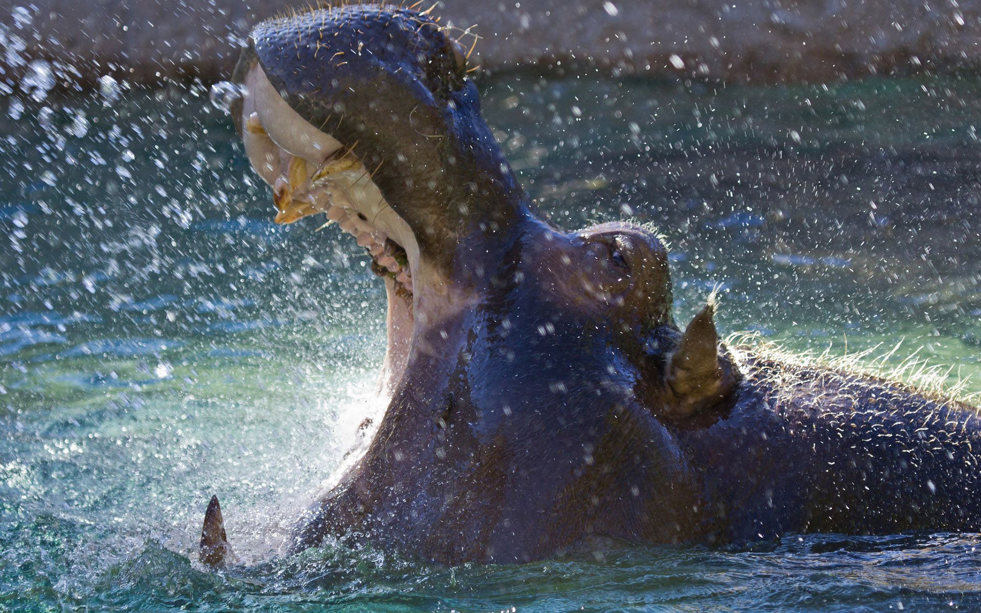 Hippopotamus Wallpaper Image Photos Picture
