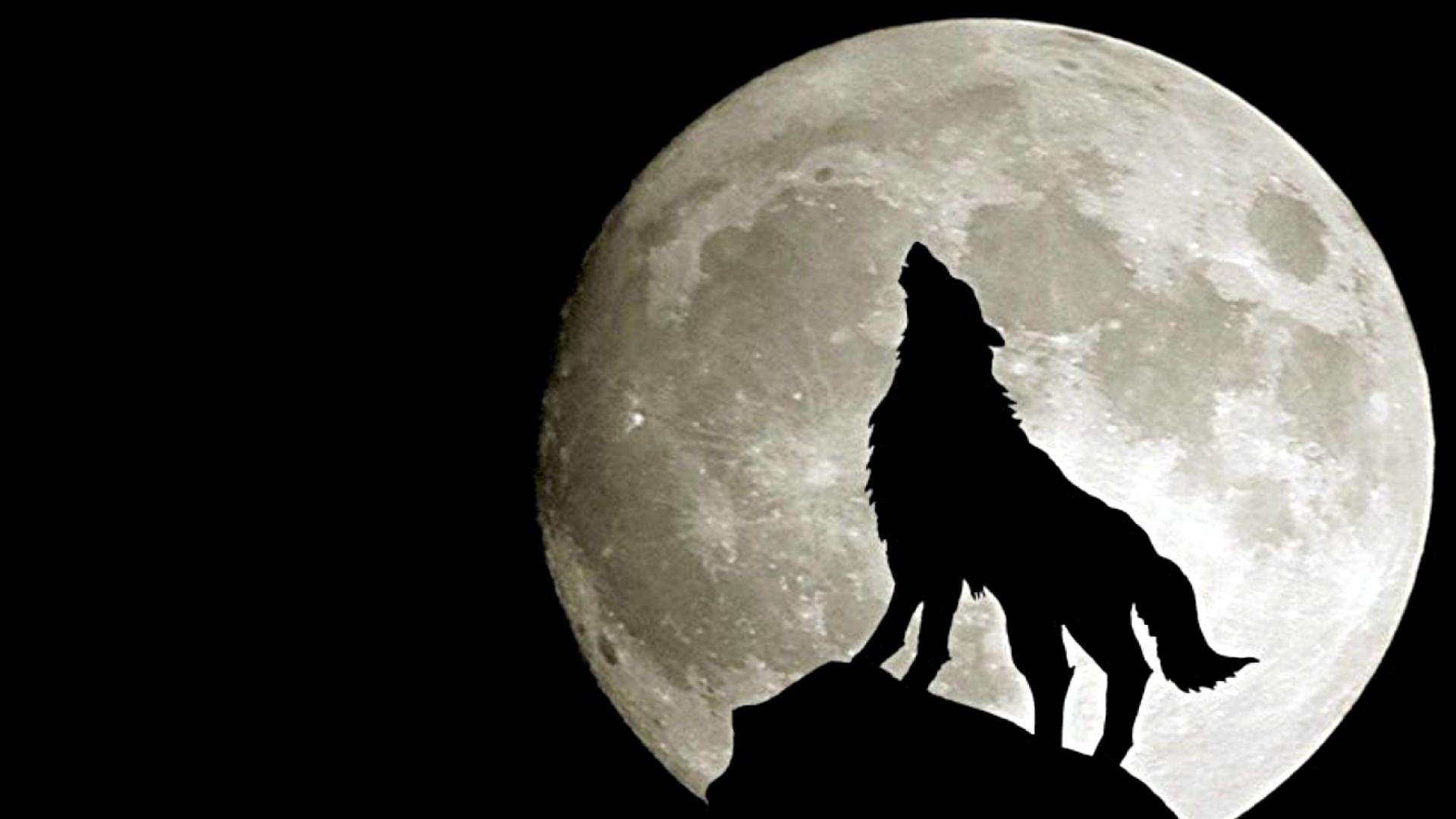 Wolf Full Moon Wallpaper 1080p HiWallpapercom 5 5 1 votes