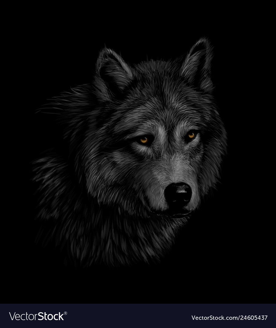 Portrait Of A Wolf Head On Black Background Vector Image
