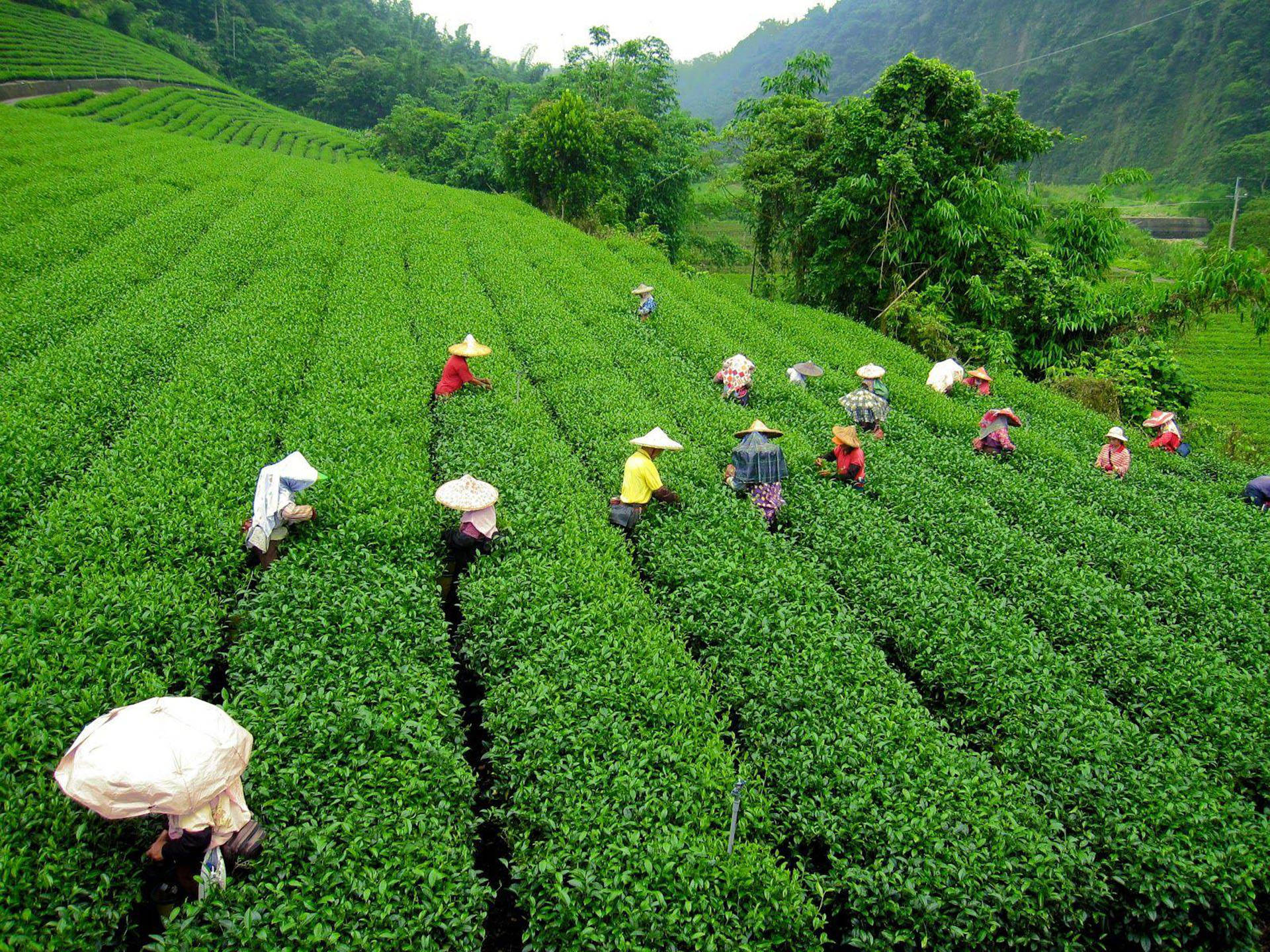 Tea Garden Wallpaper