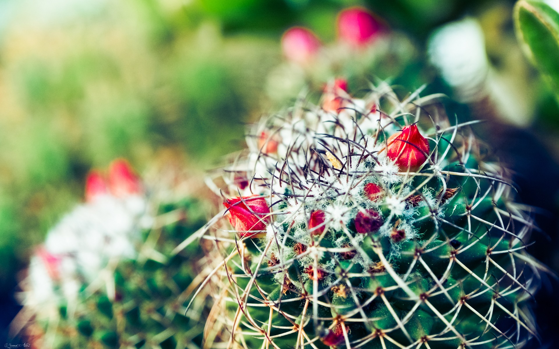 Cactus Flowers HD Wallpaper Background