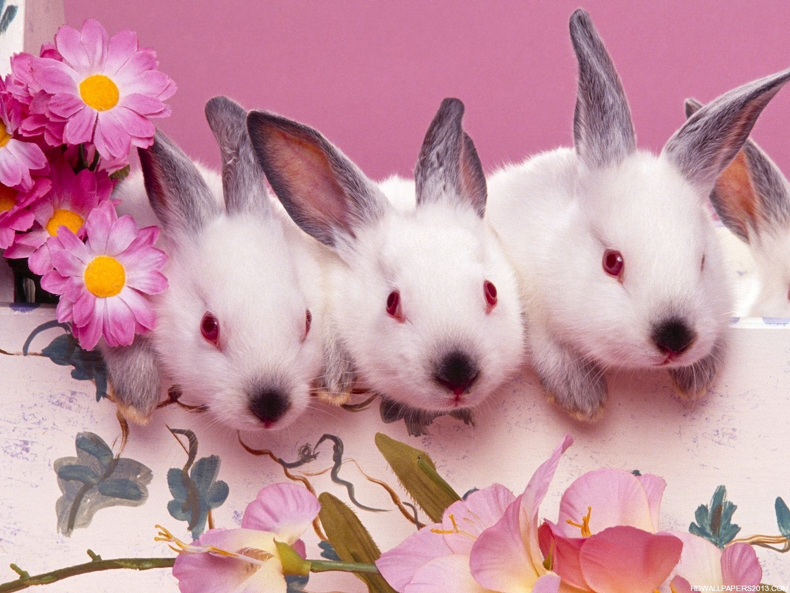 Easter Bunny Wallpaper High Definition