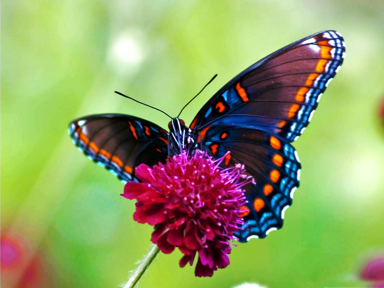 Butterfly Wallpaper And Make This Live For