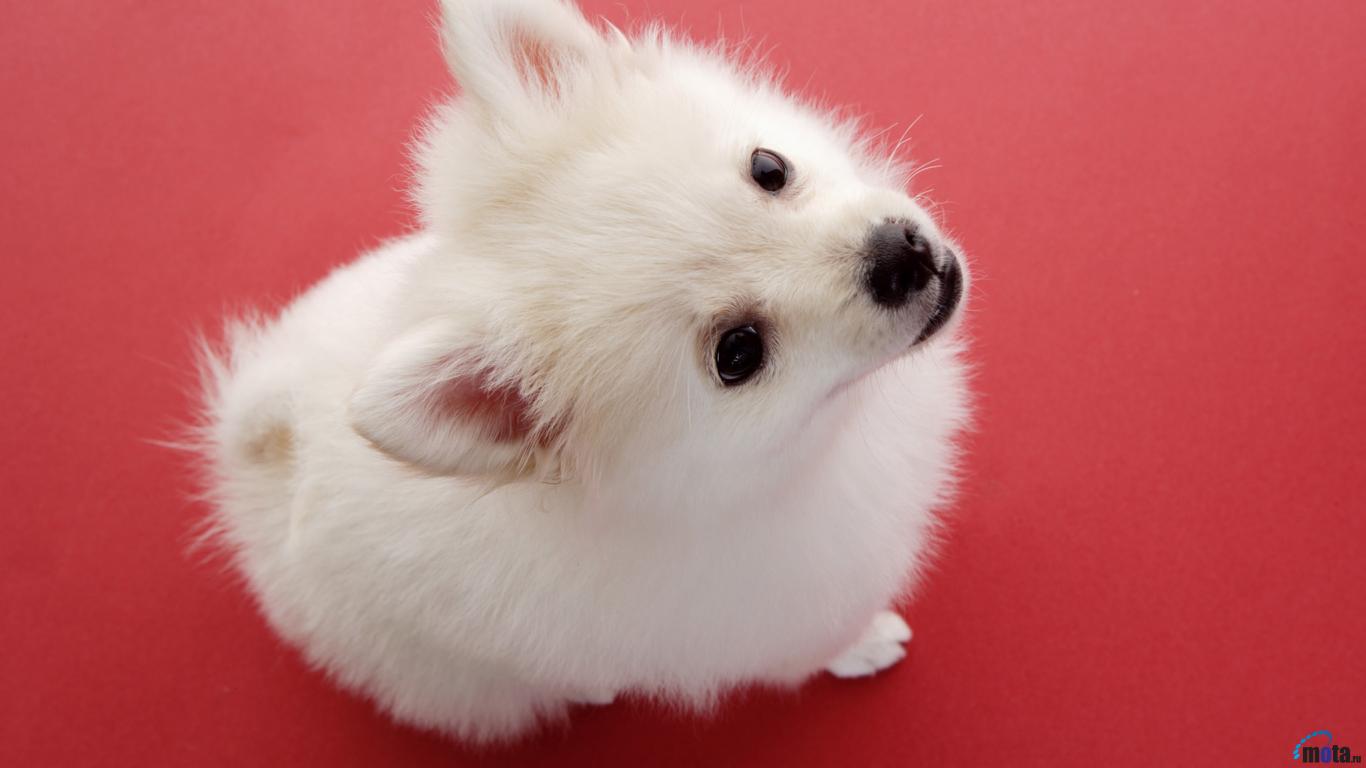 Wallpaper Pomeranian Dog X Desktop