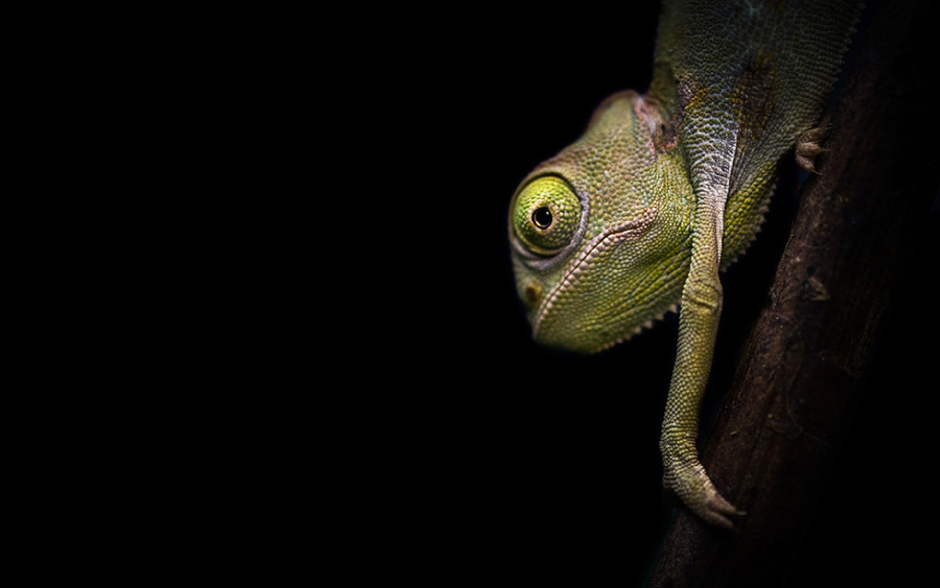 Chameleon On Black Wallpaper Desktop