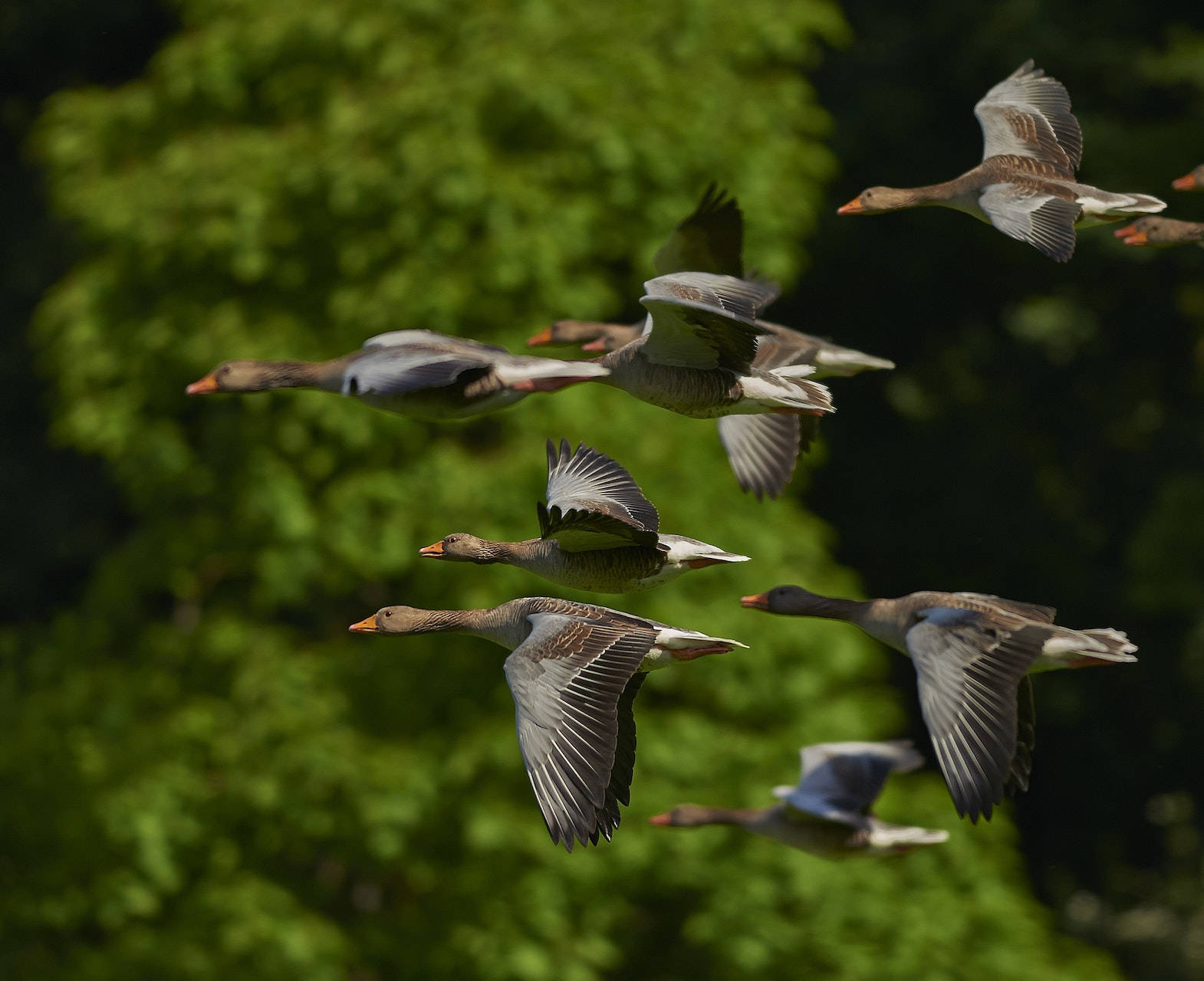 Birds Flying Wallpaper