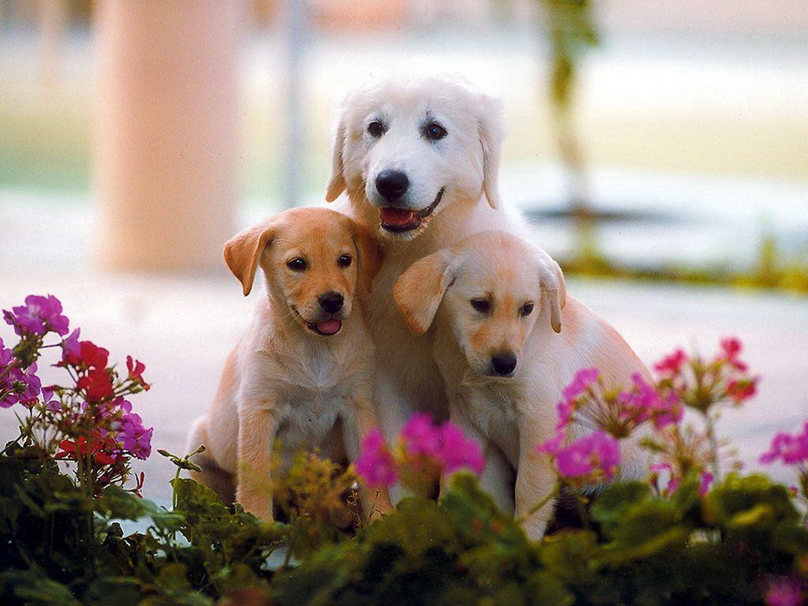 Desktop Cute Puppy Dogs Wallpaper Dowload