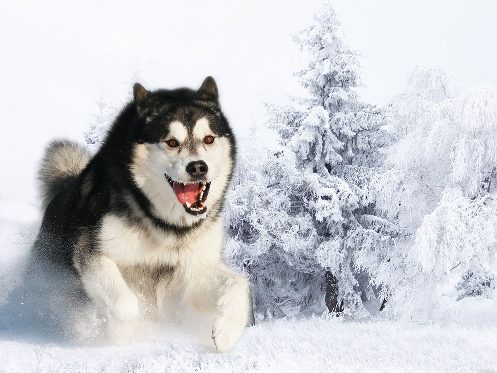 Siberian Husky Wallpaper Background Photos Imageand Pictures