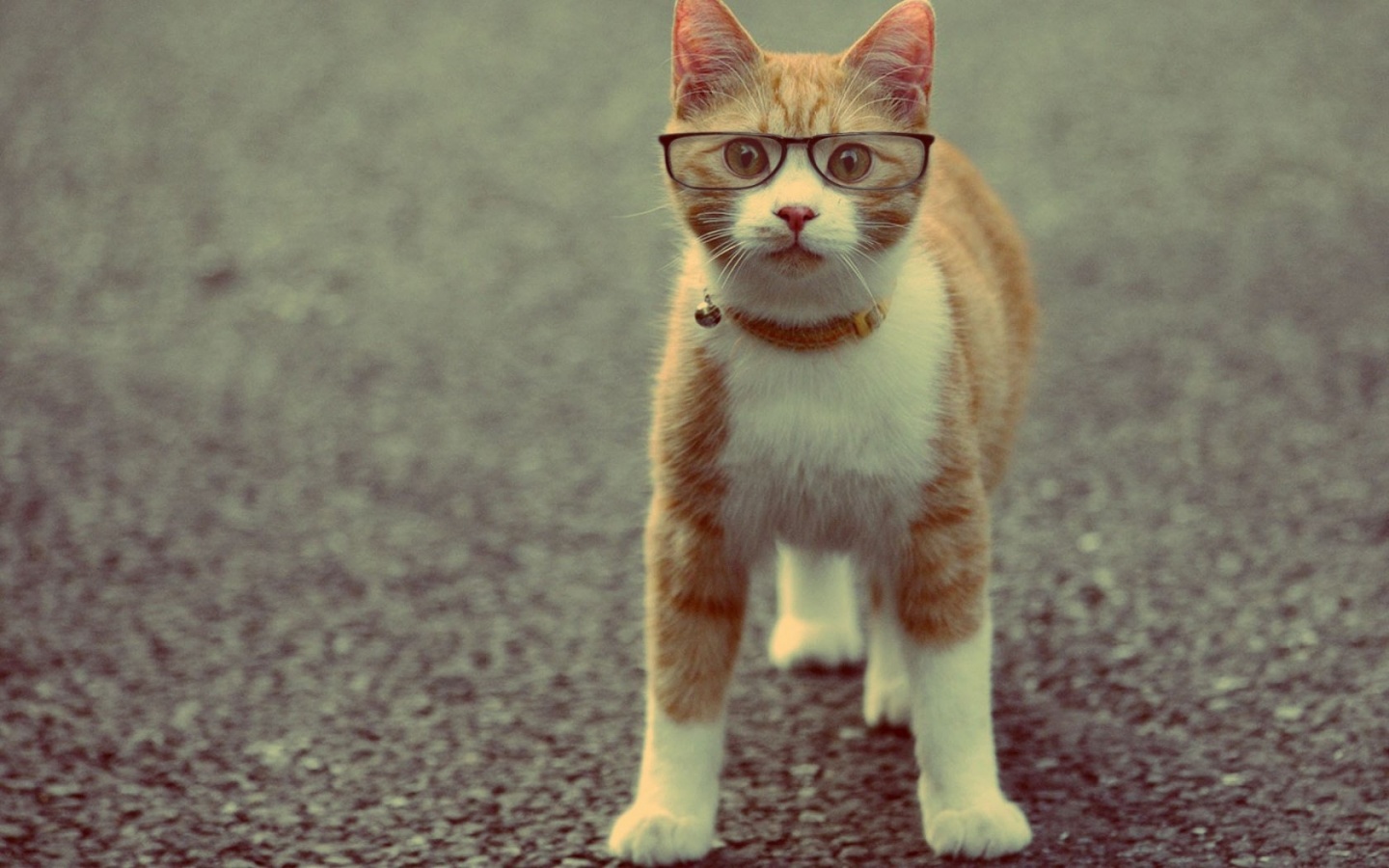 Cat Wearing Glasses Desktop Wallpaper And Stock Photos