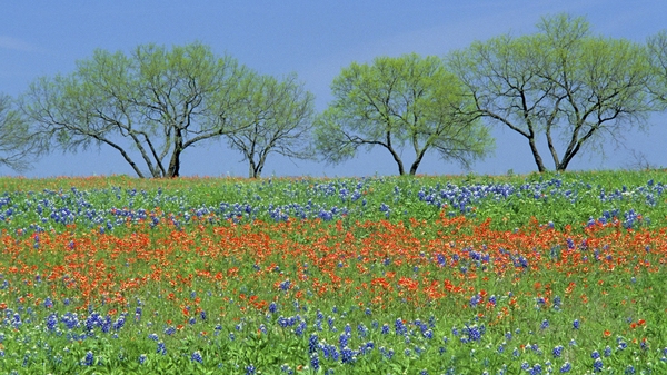 Flowers Fields Texas Parks Wildflowers Bluebon Wallpaper