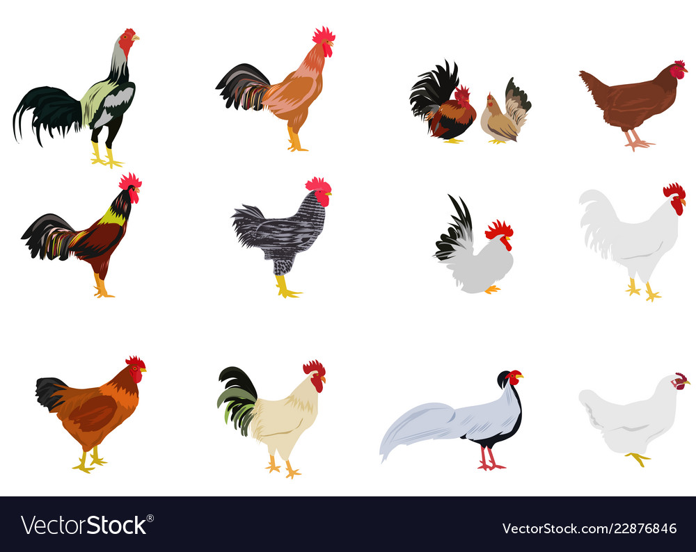Set Of Chickens On White Background Royalty Vector
