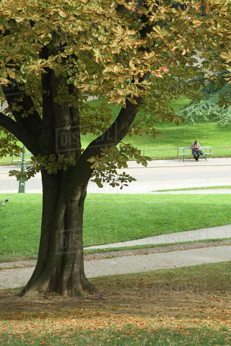 Park Scene Person Sitting On Bench In Background Stock Photo