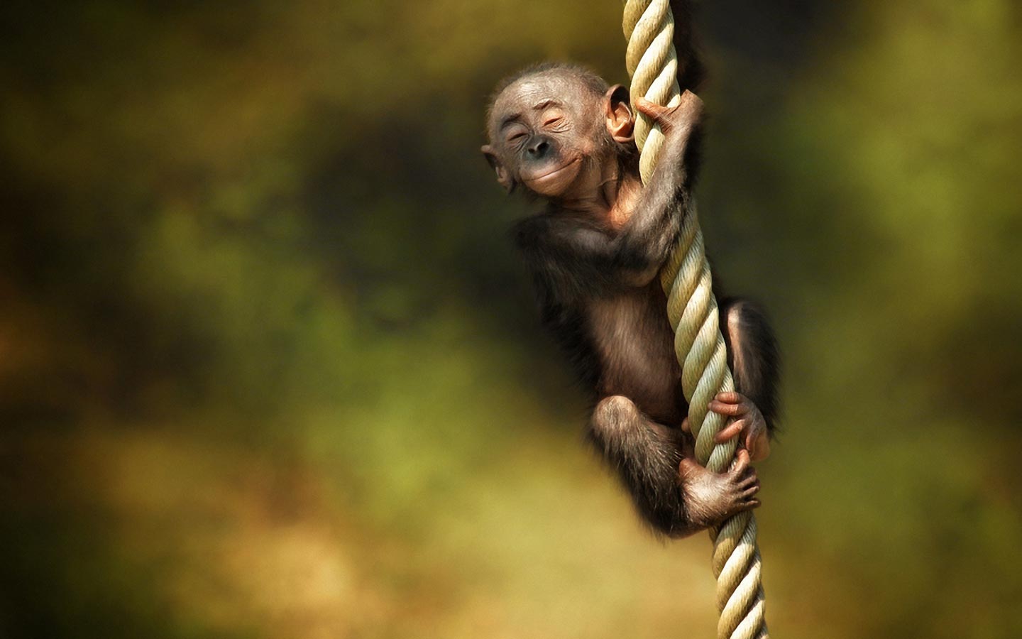 Monkey HD Wallpaper
