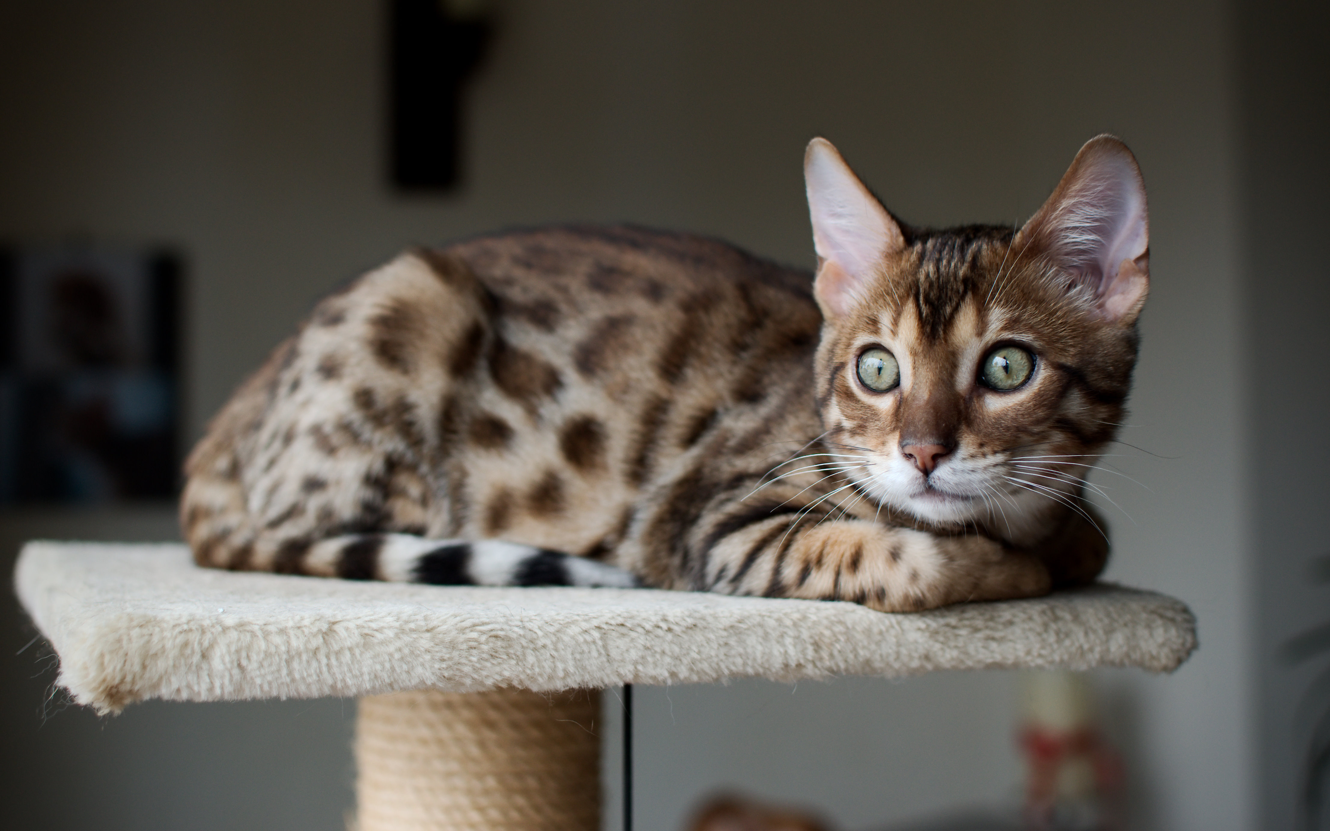 Bengal Cat Saw Someone Wallpaper And Image Pictures