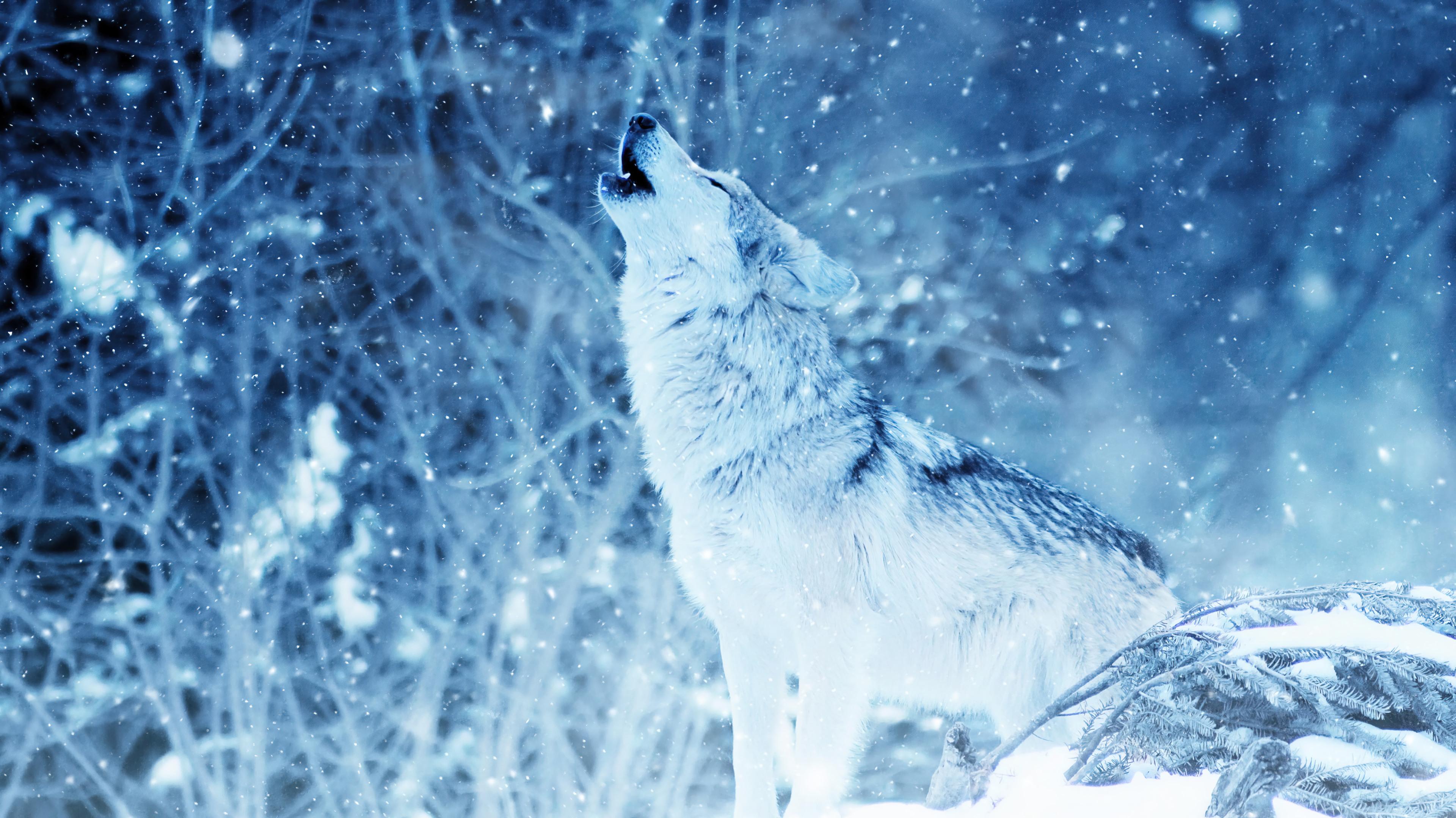 Winter Wolf Howling Wallpaper 4K