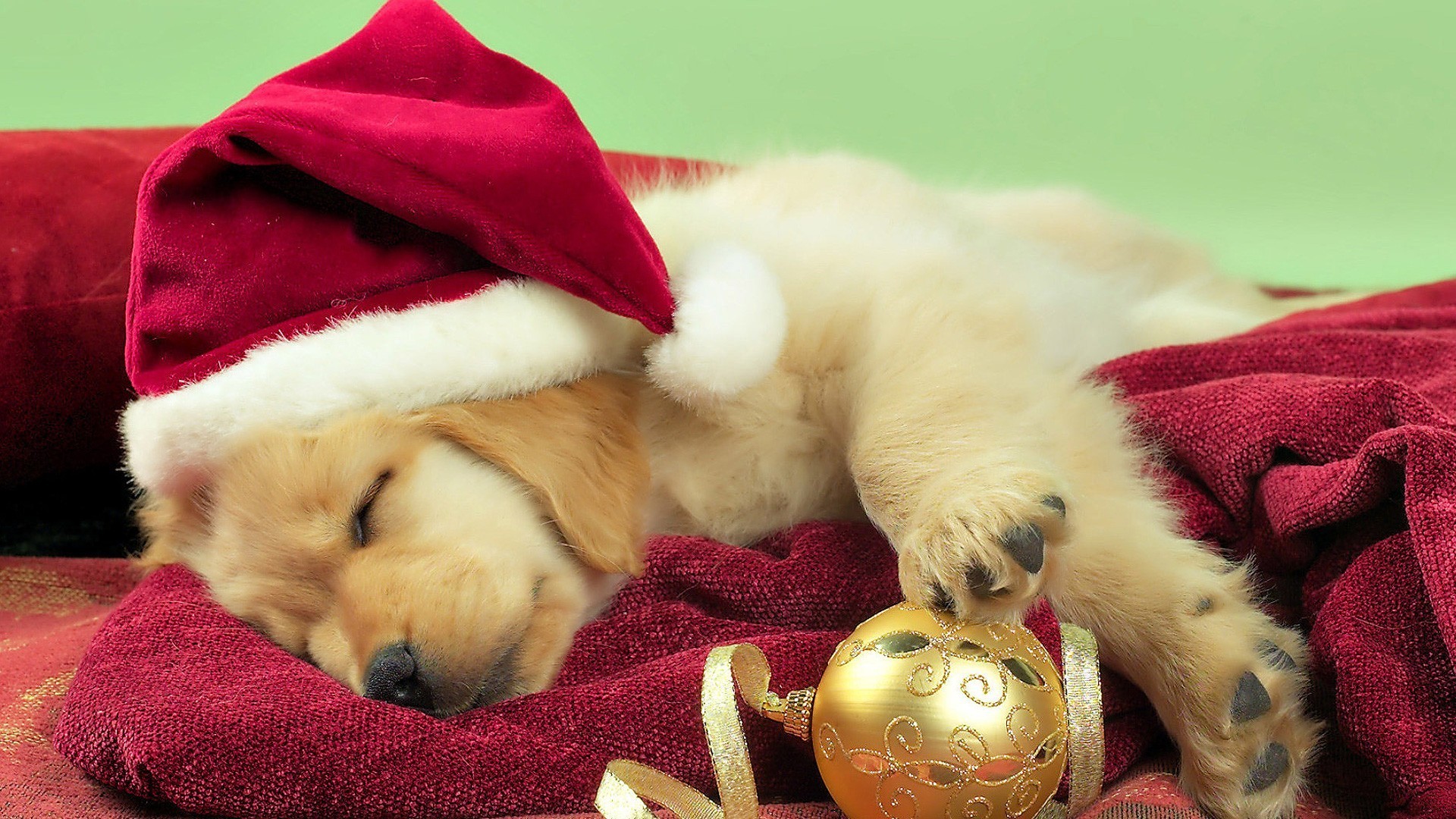 Christmas Puppies Wallpaper Image