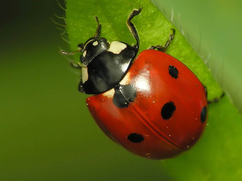 Ladybug HD Wallpaper Pictures