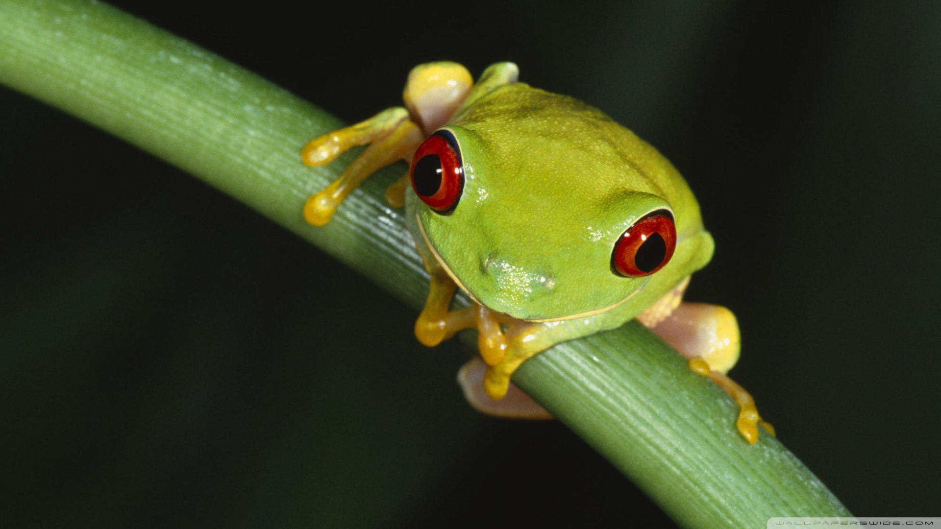 Colorful Tree Frog Wallpaper 1920x1080 Colorful Tree Frog