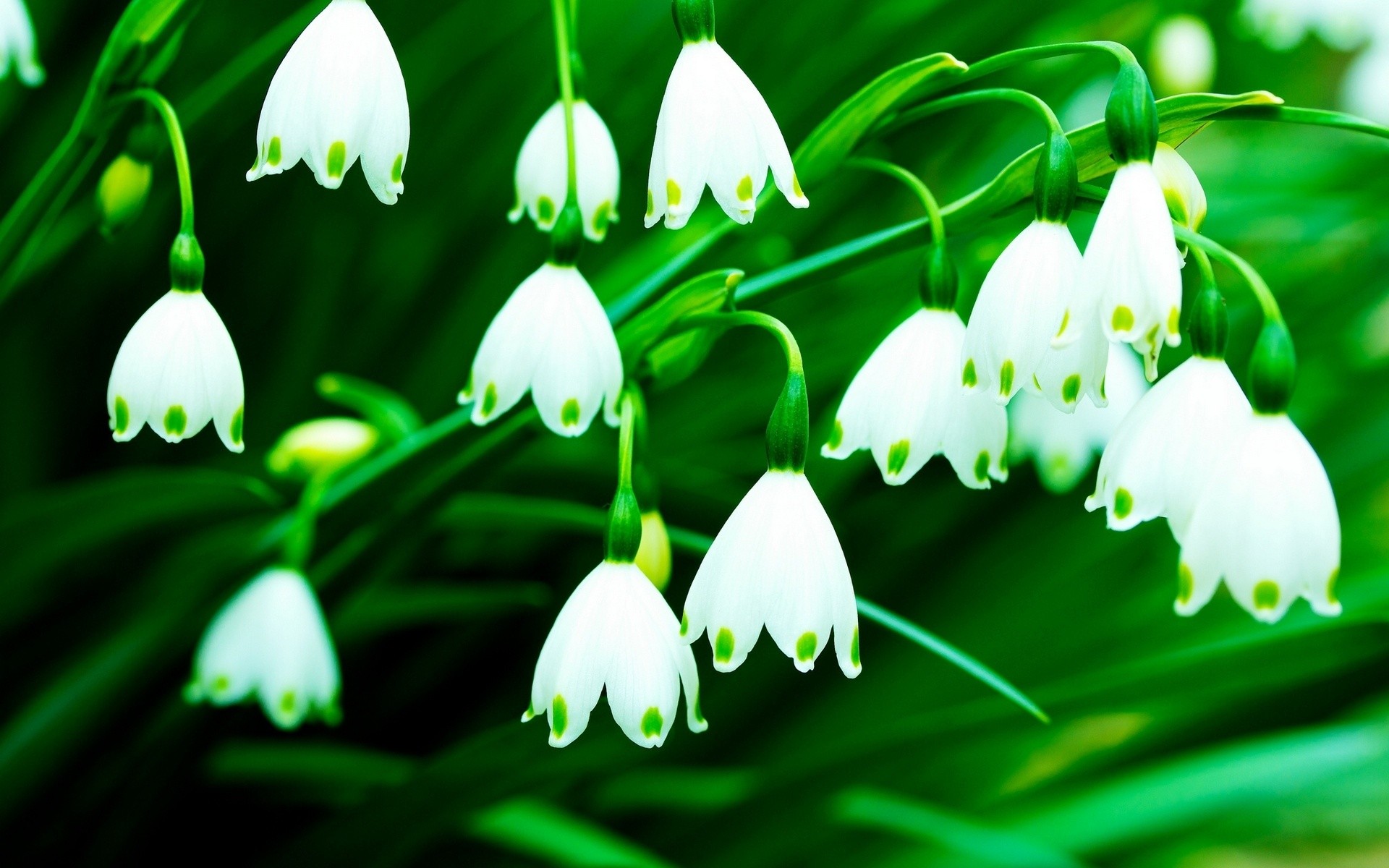 Lily Of The Valley HD Wallpaper Background
