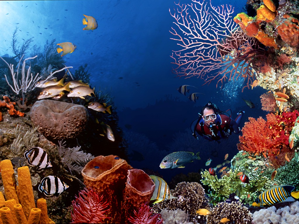 Gak Iro Lali Underwater Scuba Diving Wallpaper