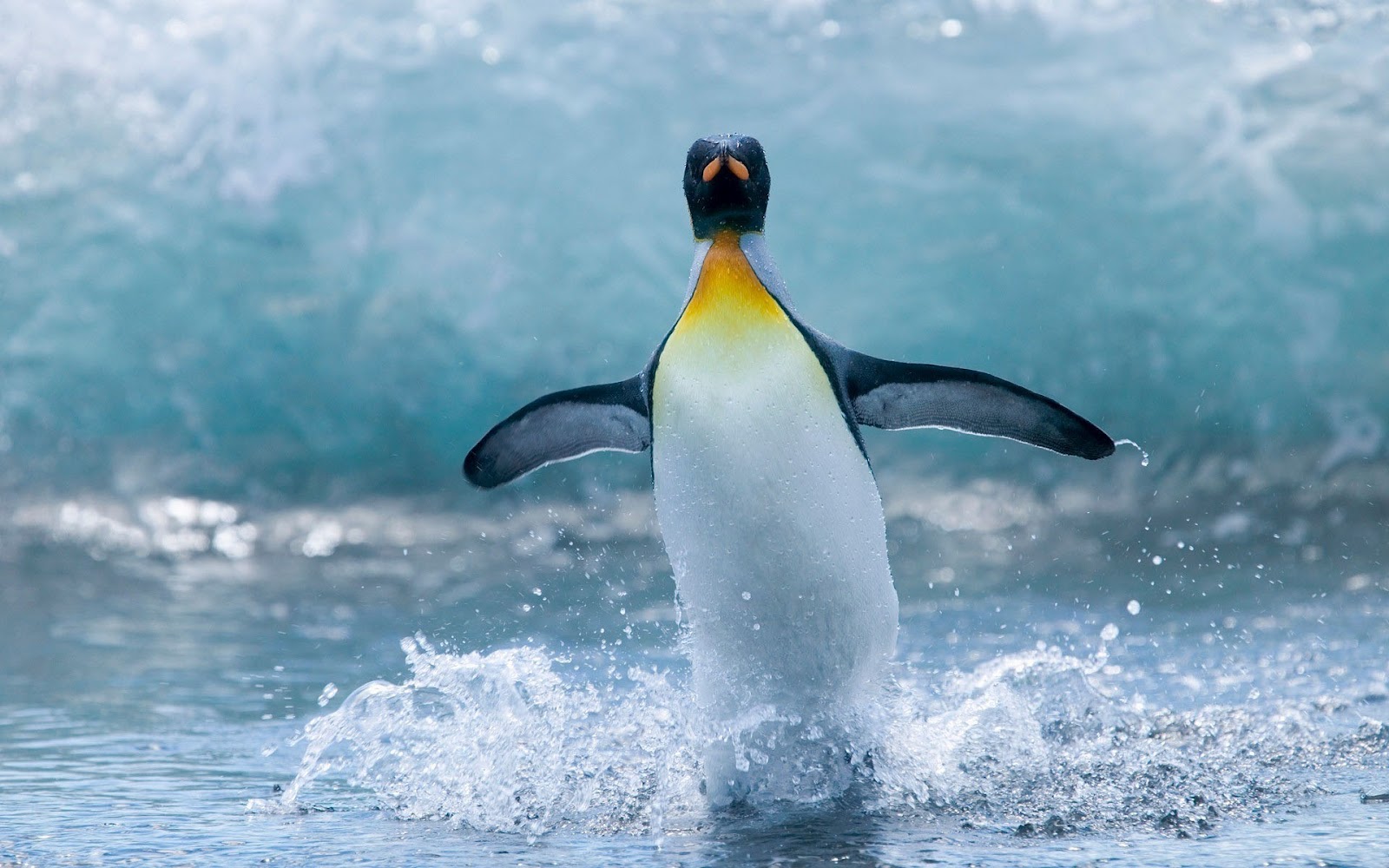 Picture Of A Water Skiing Penguin HD Animals Wallpaper