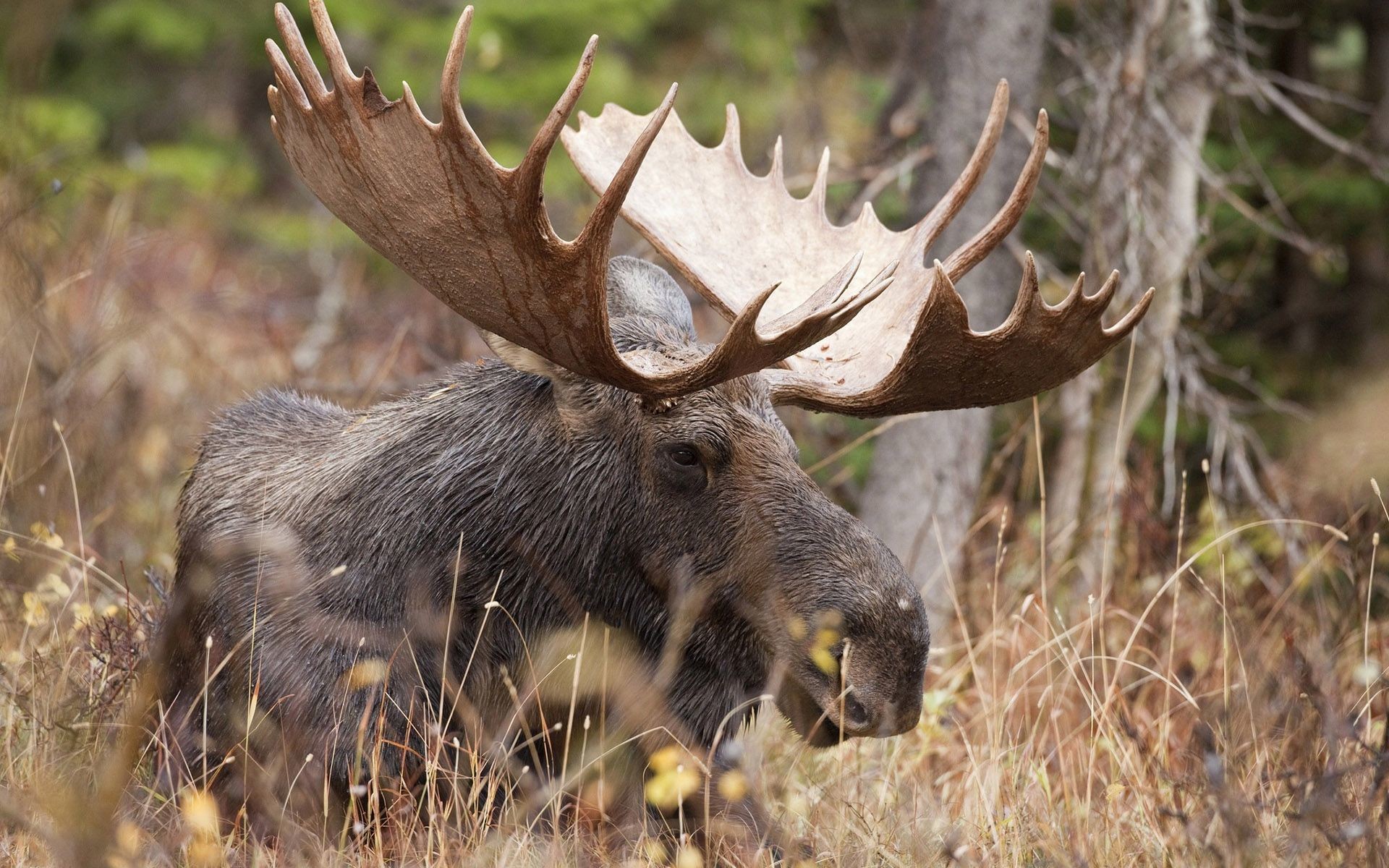 Moose Wallpaper
