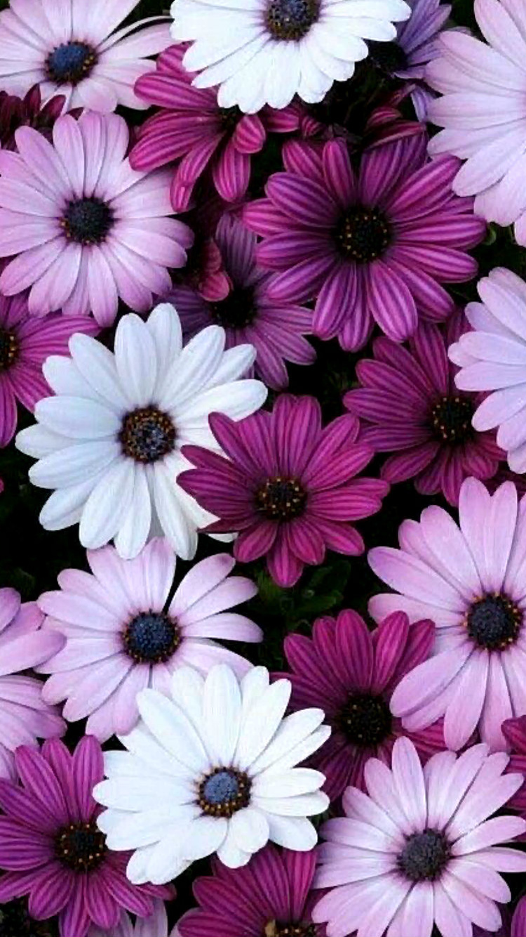 Picture Of Flowers For iPhone Wallpaper