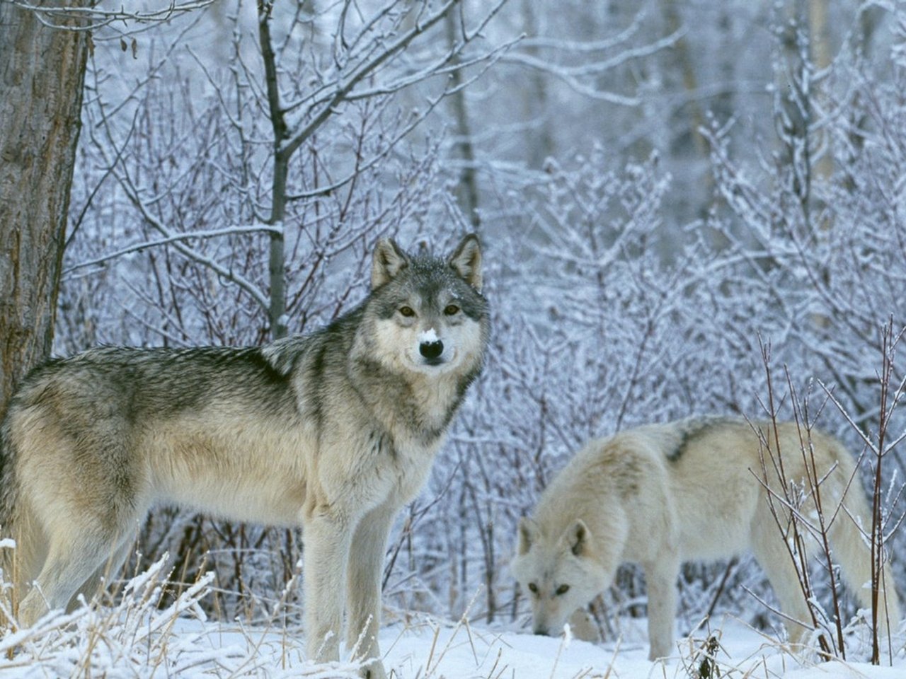Wolf Wallpaper Desktop HD In Animals Imageci