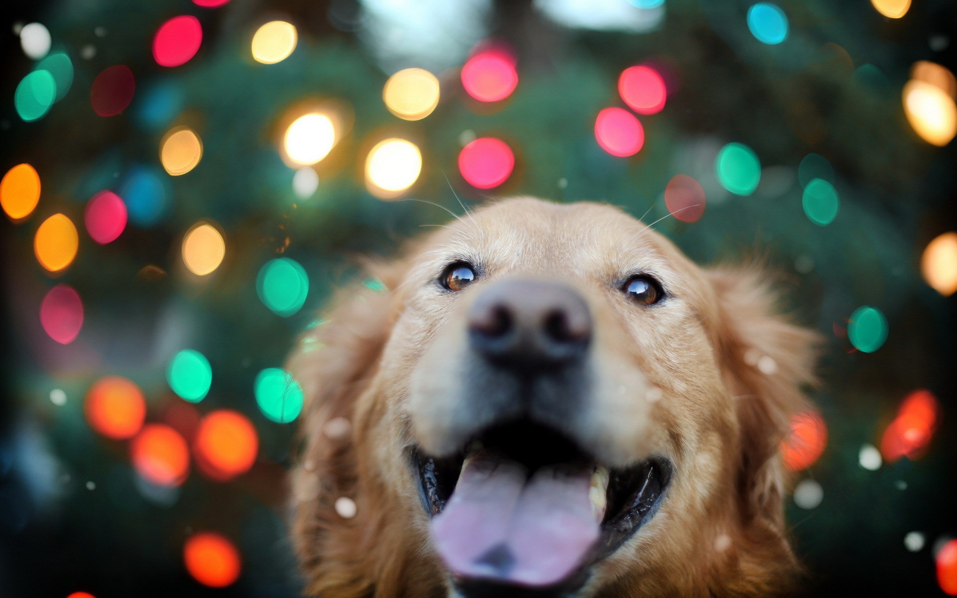 Golden Retriever Background Full HD Pictures