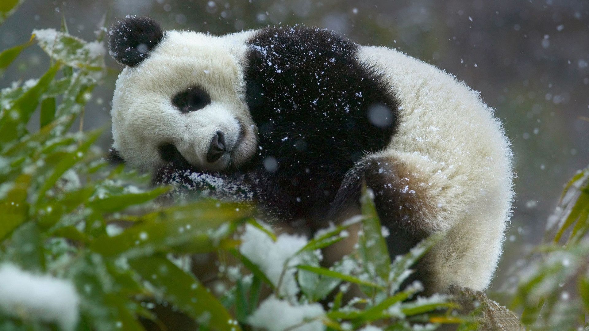 Cute Panda Desktop Wallpaper