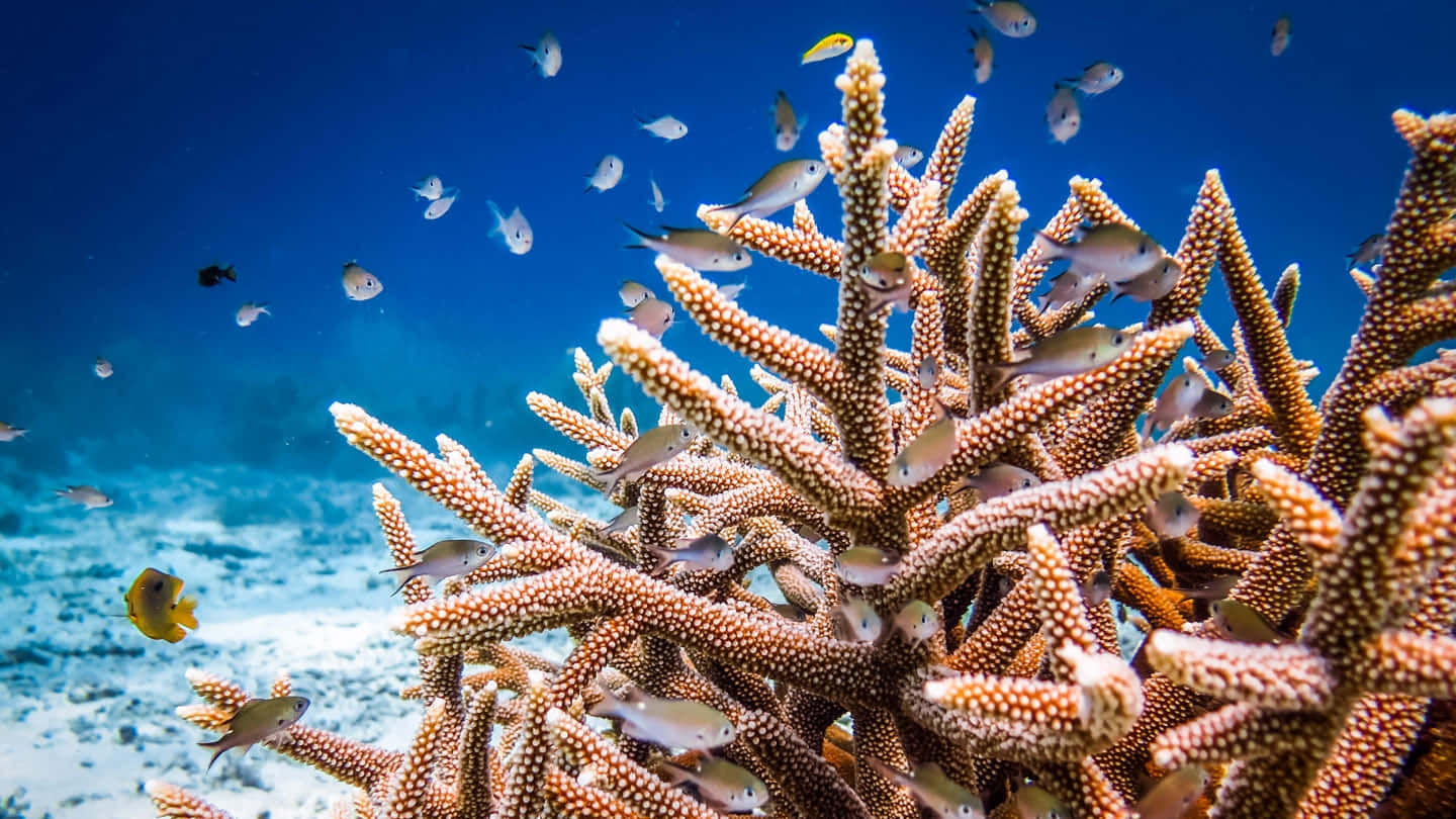 Vibrant Staghorn Coral Reef Fish Wallpaper