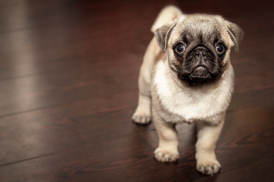 Cute Dog Image Pictures In HD