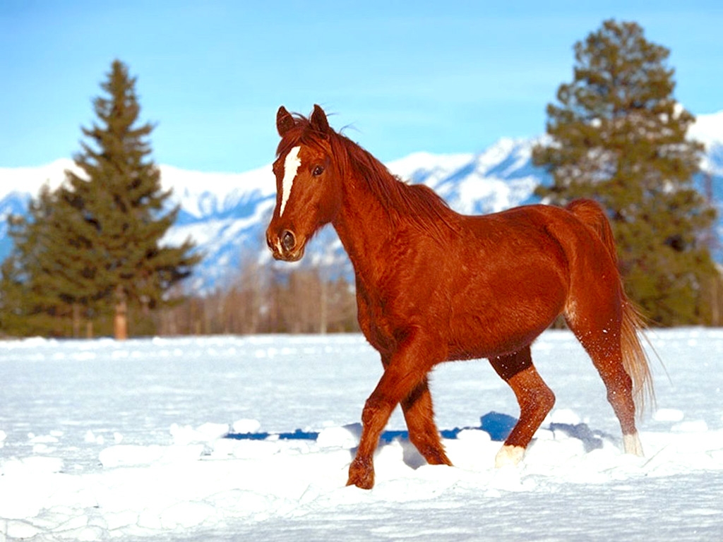 Horse In Snow Desktop And Mobile Wallpaper Wallippo