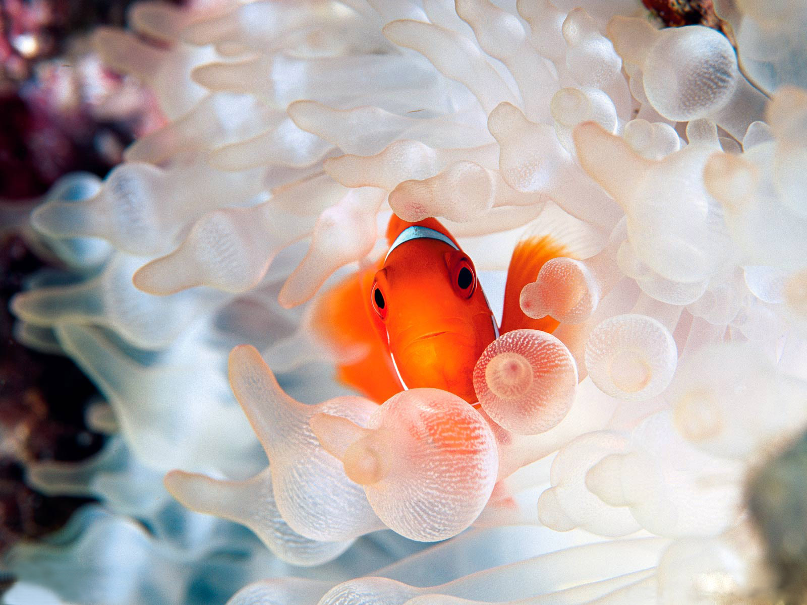 Cute Clown Fish Wallpaper Animal Desktop Background