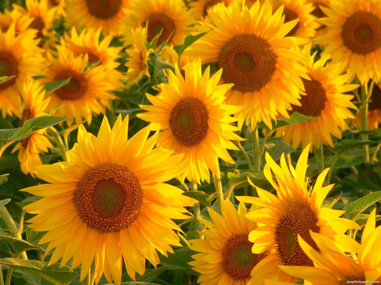Description Sunflowers 2 free wallpaper picture desktop