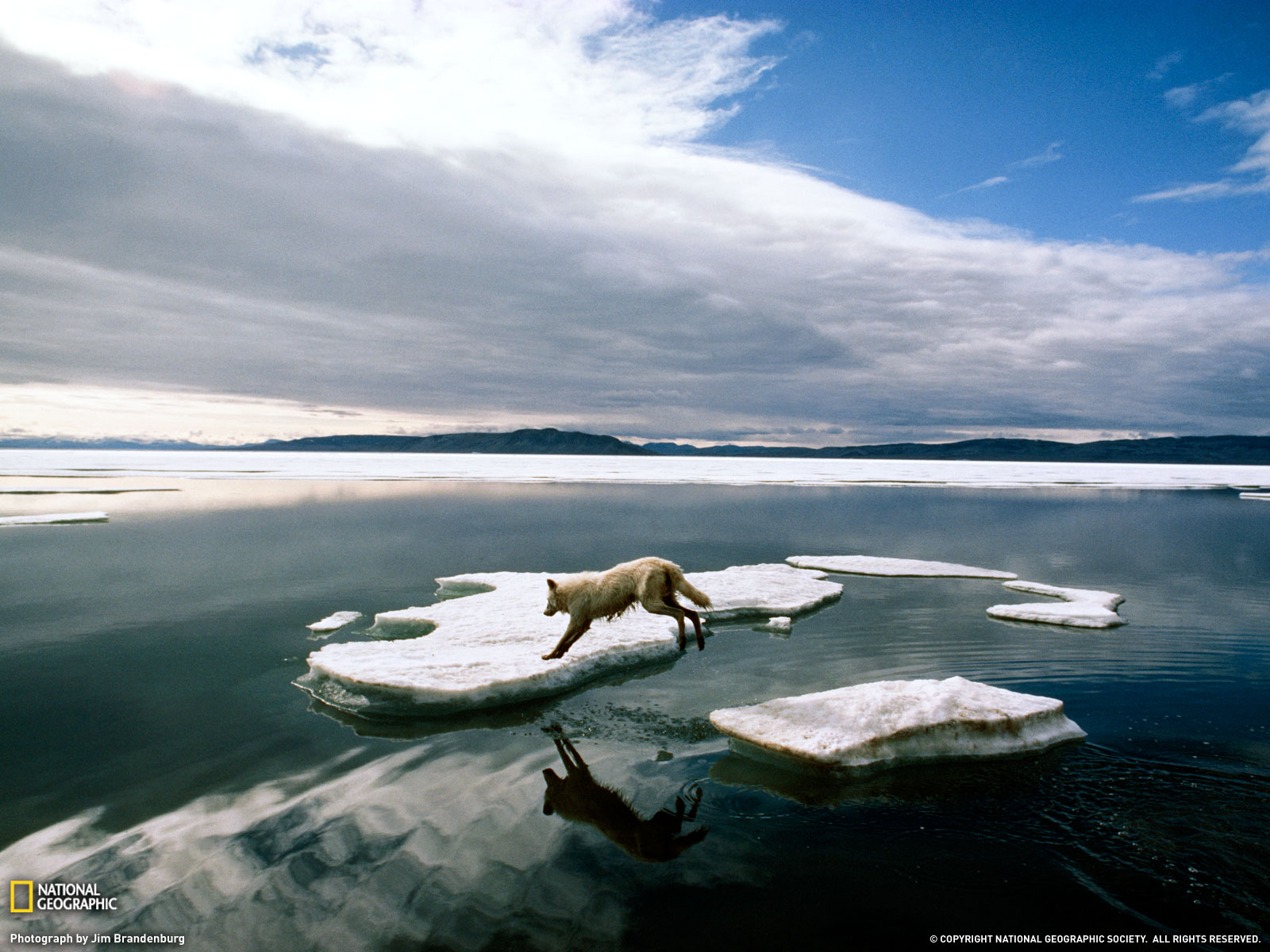 Arctic Wolf Leaping Photo Canada Wallpaper National Geographic
