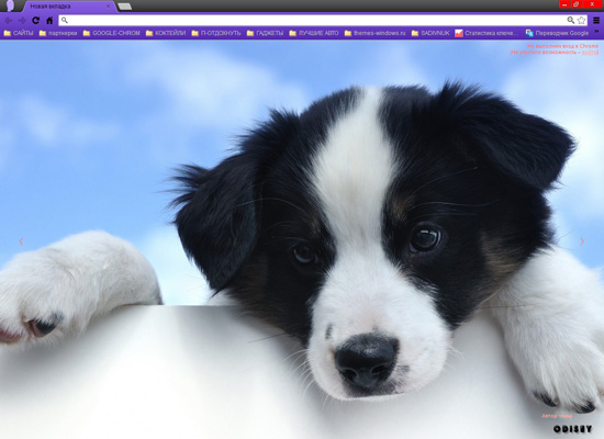 Dog Puppy Chrome Themes Desktop Ios Wallpaper