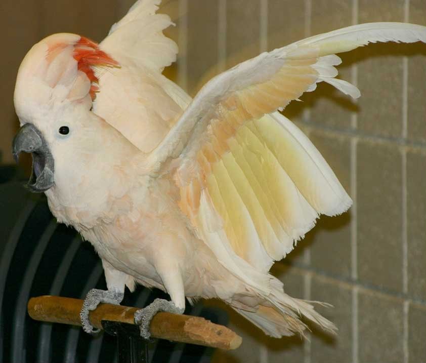 Moluccan Cockatoo Parrot Wallpaper