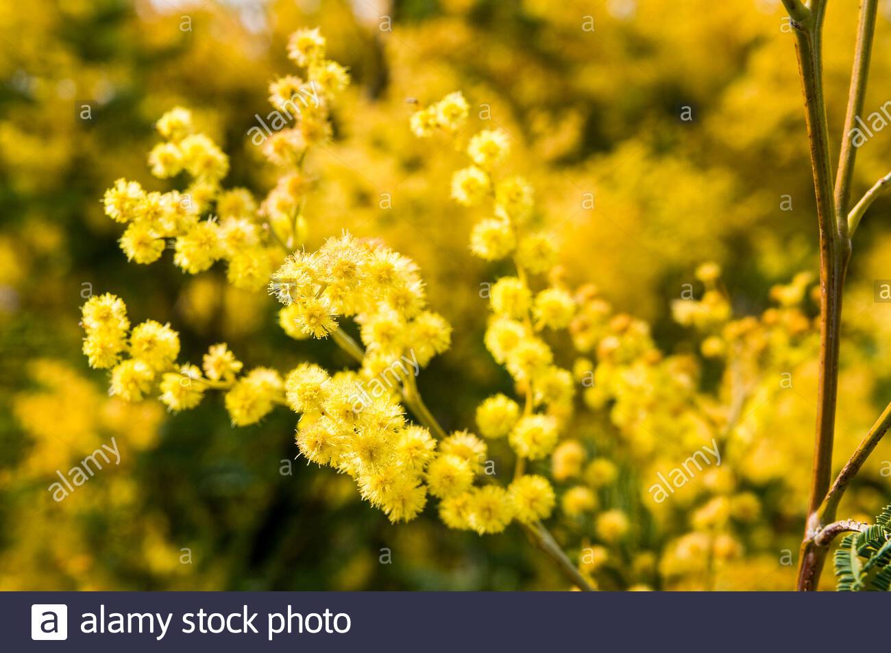 Free download background with yellow mimosa flowers Stock Photo