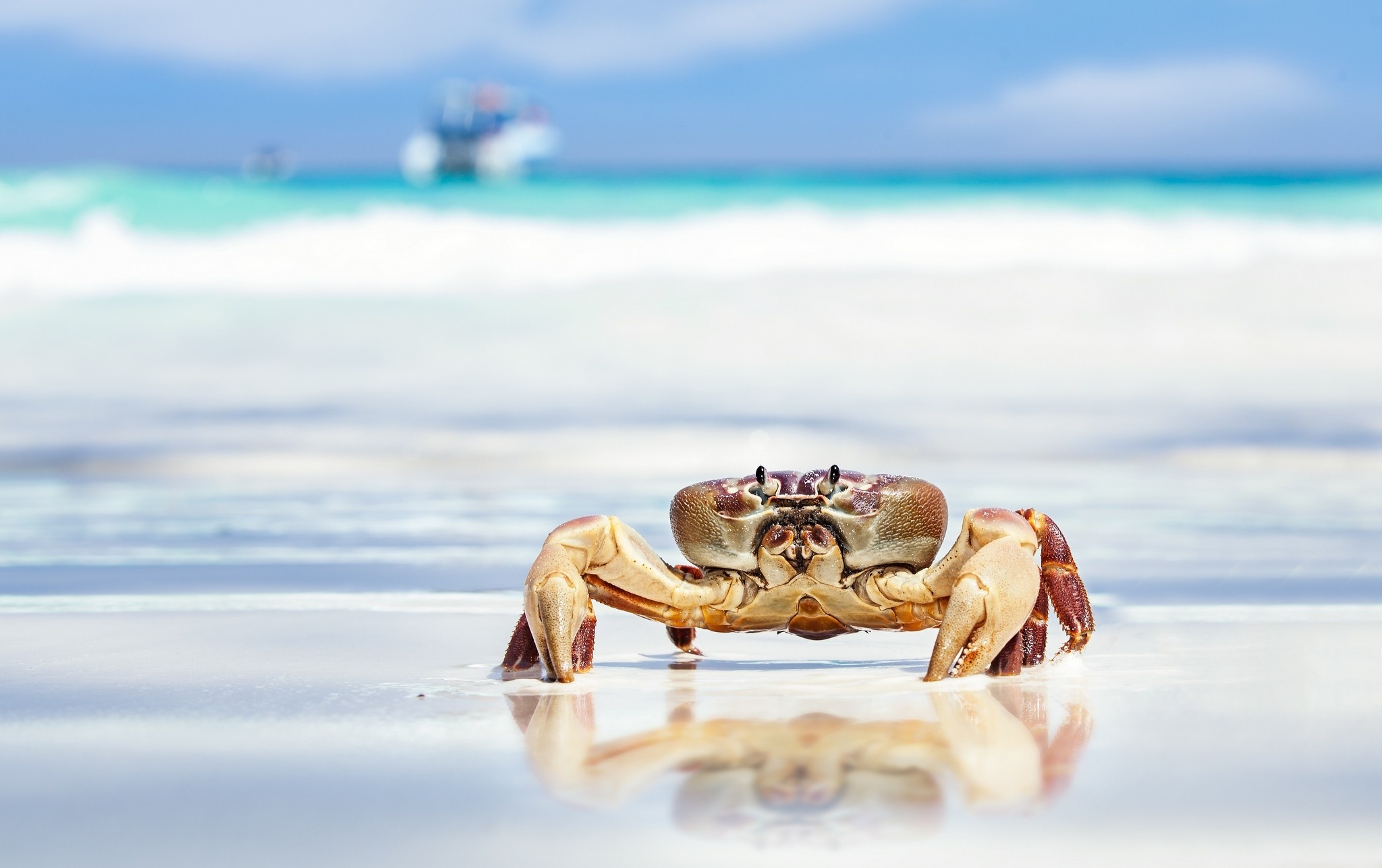 Desktop HD Crab Wallpaper