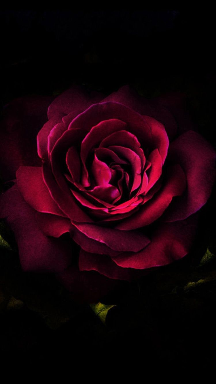 Carla Magliano On Wallpaper Beautiful Red Roses Desktop