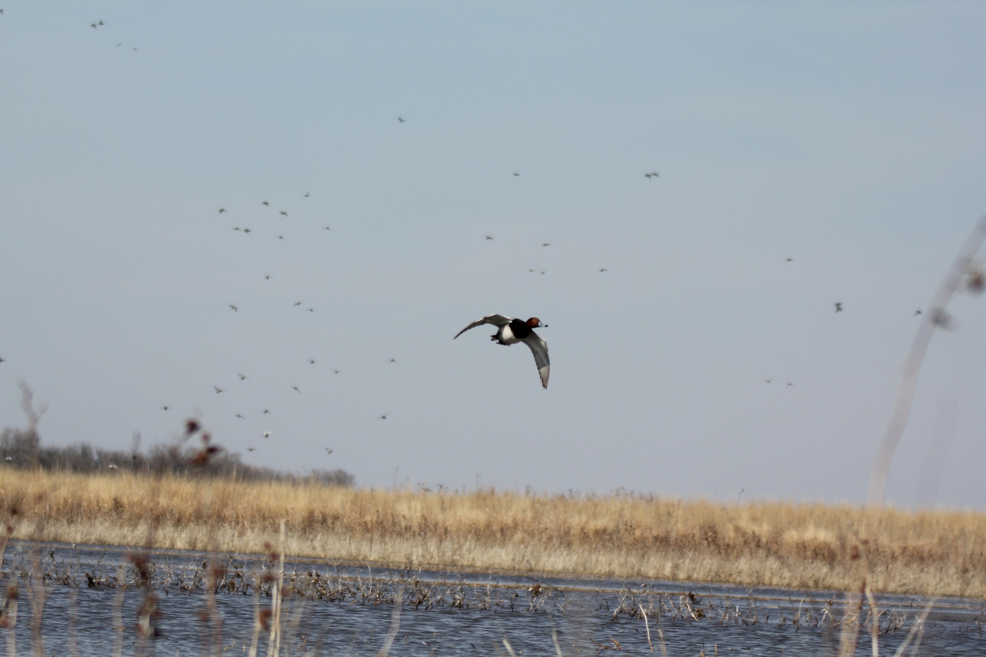 Displaying Image For Delta Waterfowl Wallpaper