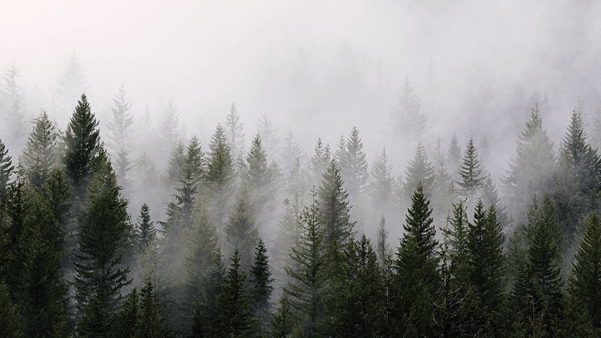 Foggy Tree Wallpaper