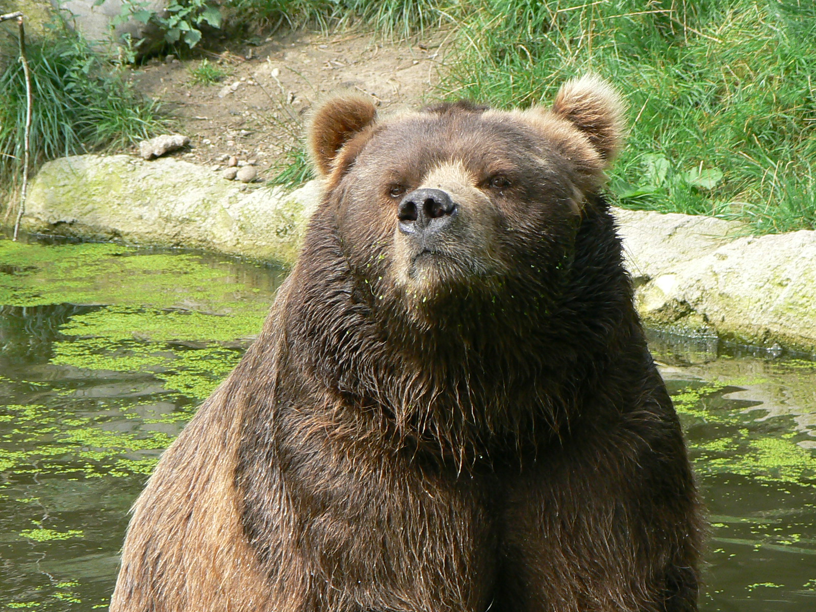 Остров Кадьяк бурый медведь