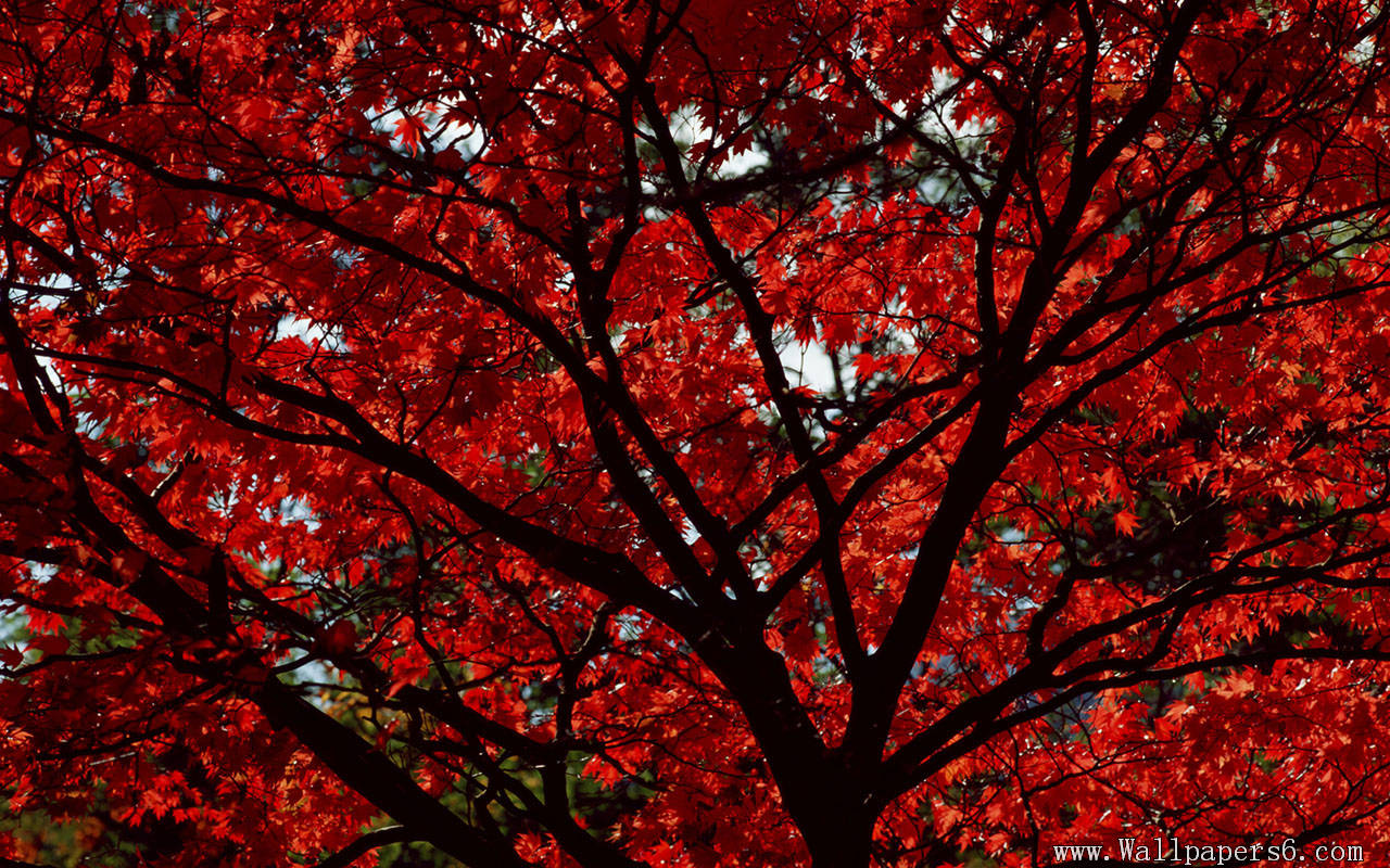 Landscape Wallpaper Red Leaves Filling The Whole Sky