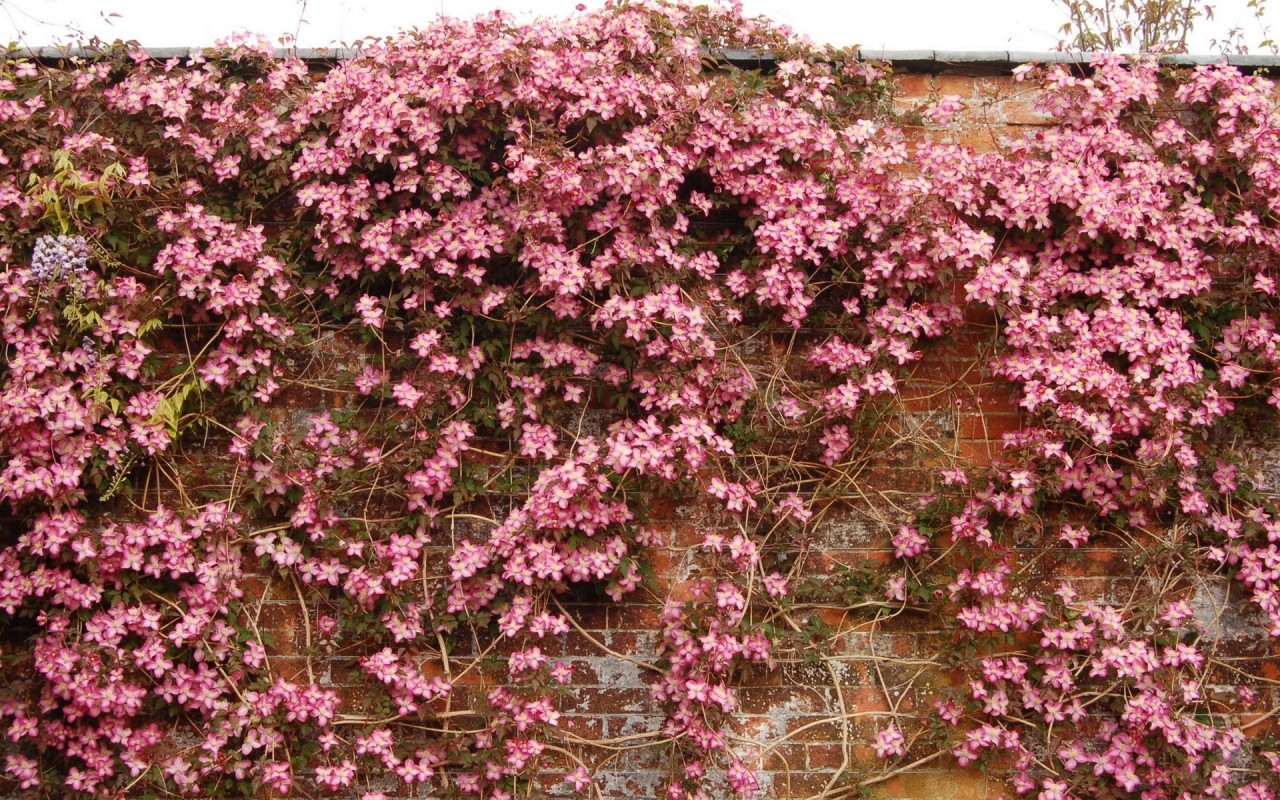 Pink Clematis Brick Wall Wallpaper
