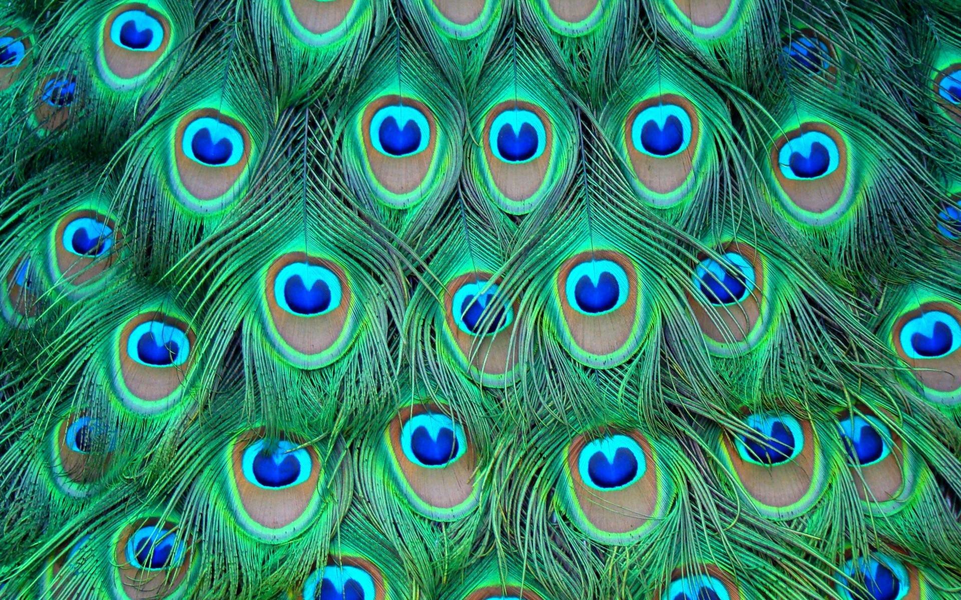 Peacock Desktop Wallpaper Image